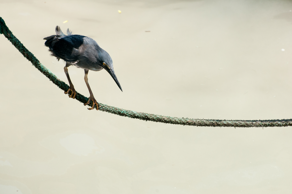 Puerto Ayora Galápagos - Striated Heron